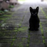 黒猫